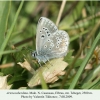 aricia teberdina tcheget male 3